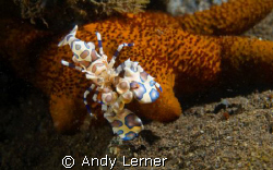 Harelquin shrimp having a little starfish for lunch in Bali by Andy Lerner 